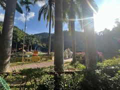 -西双版纳原始森林公园