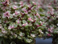 -秦美花卉(天朗·莱茵小城2期店)