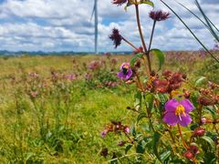 -龙里油画大草原旅游区