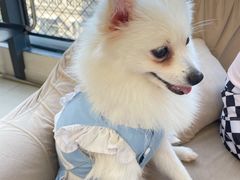 -怪兽屋·羊驼·猫咖·狗咖(俊华广场店)