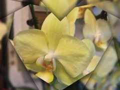 -静岸花卉园艺(三星坊店)