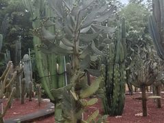 -深圳仙湖植物园