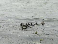 -丁香湖公园