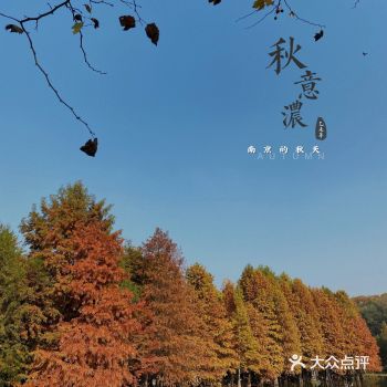 难以忘怀的 南京的秋天 