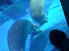 -烟台海昌鲸鲨海洋公园