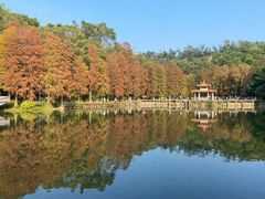-深圳仙湖植物园