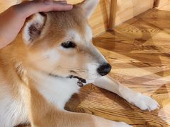 -柴务处·柴犬主题狗咖