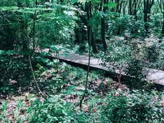 -上海滨江森林公园