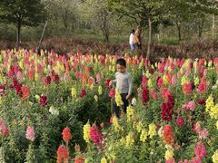-顺峰山公园