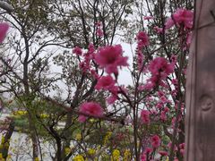 -南汇桃花村