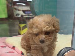-FAELING PETS美天灵宠物(合生汇店)