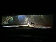 -cavalia·舞马