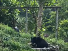 -都江堰中华大熊猫苑