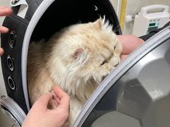 -关爱动物医院·心脏·中兽医·异宠(金牛路分院)