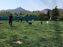 -趣玩宠物乐园寄养训犬训狗游泳池