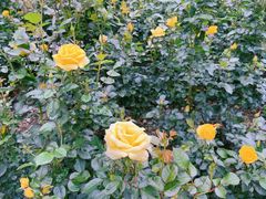 -人民公园(罗湖区)