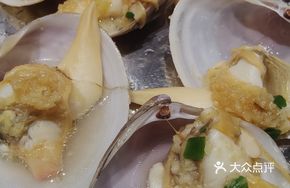 Imperial Conch