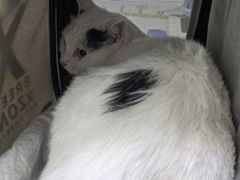 -汪喵宠物医院·骨科心脏影像·犬猫急重症ICU诊疗中心(成华分院)