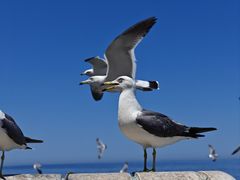 -海驴岛(荣成市)
