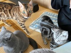 -泰国佛·塔罗·泰牌狐仙古曼