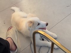 -宠福鑫康馨动物医院·骨科·眼科