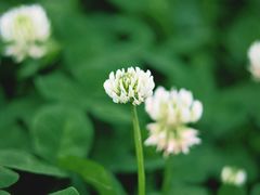 -桤木河湿地公园