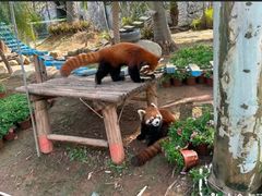 -灵玲国际马戏城