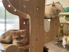 -飞行喵MR PILOT|猫舍·猫咖(静安大融城店)
