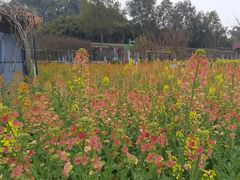 -洪湖家庭农场·团建·露营·会议