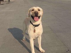 -苏州安宠宠物火化服务有限公司