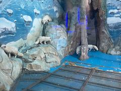 -泉城欧乐堡海洋极地世界