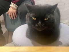 -喵屿·大理花园猫咖