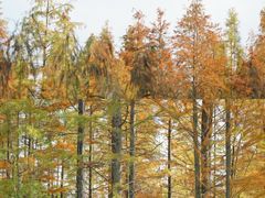 -白鹭湾湿地公园