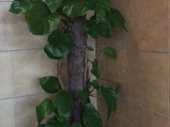 -维园港式茶餐厅(龙岗盛平店)