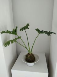 -颜蕾医美·黄金微针·水光·玻尿酸·超声炮·抗衰中心