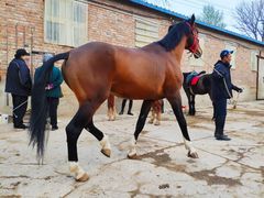 -月河湾马术俱乐部(朝阳店)