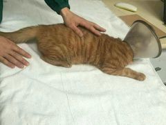 -惠康宠物医院(华能路店)