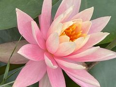 -中国科学院华南植物园