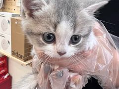 -爪爪喵星球·猫舍(卓悦中心店)