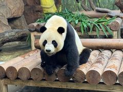 -广州长隆野生动物世界