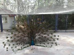 -长白岛森林公园