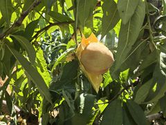 -老袁家蜜桃农场·阳山水蜜桃