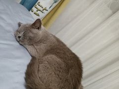 -乖乖宠物医院·猫科·急重症中心(车站北路分院)