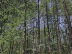 -上海滨江森林公园
