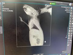 -瑞派·关忠动物医院·异宠专科·犬猫肿瘤·皮肤专科(望京店)