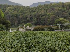 -龙坞茶村