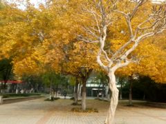 -山东农业大学(岱宗校区)