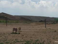 -新疆天山野生动物园