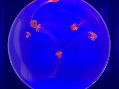 -上海海洋水族馆