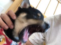 -柴犬小屋·柴餐厅·狗咖食堂(金鼎广场店)